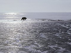 Patrolling the Mud Flats, Brown Bear, Alaska